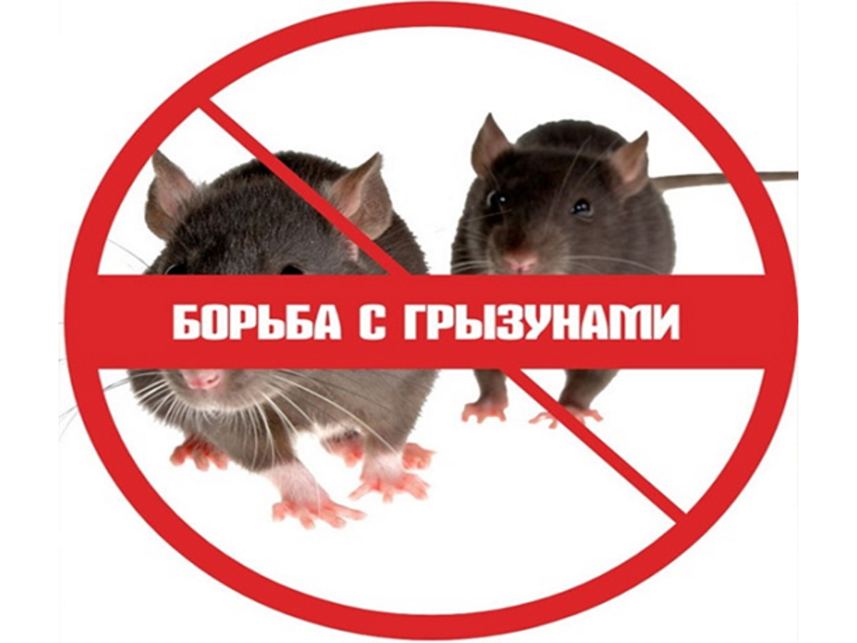 Информационно-инструктивный материал по проведению борьбы с мышевидными грызунами..